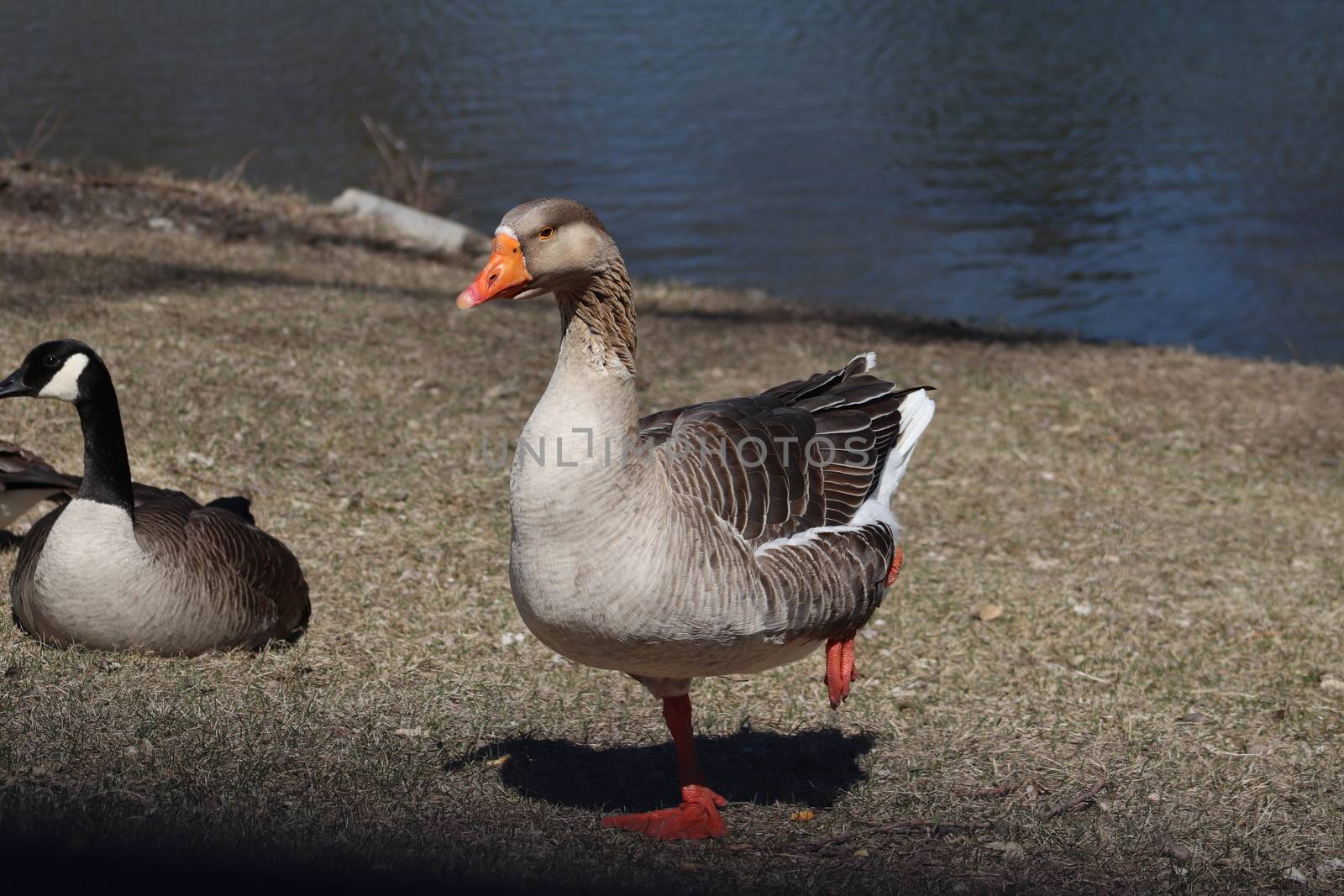 Wild Goose playing in the Ta-Ha-Zouka Park . High quality photo