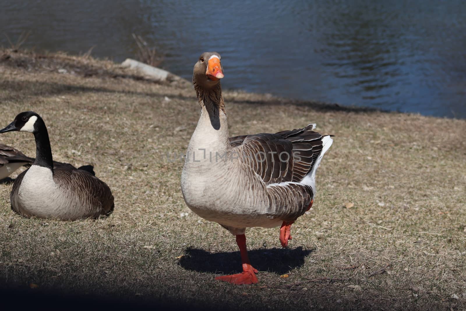 Wild Goose playing in the Ta-Ha-Zouka Park . High quality photo