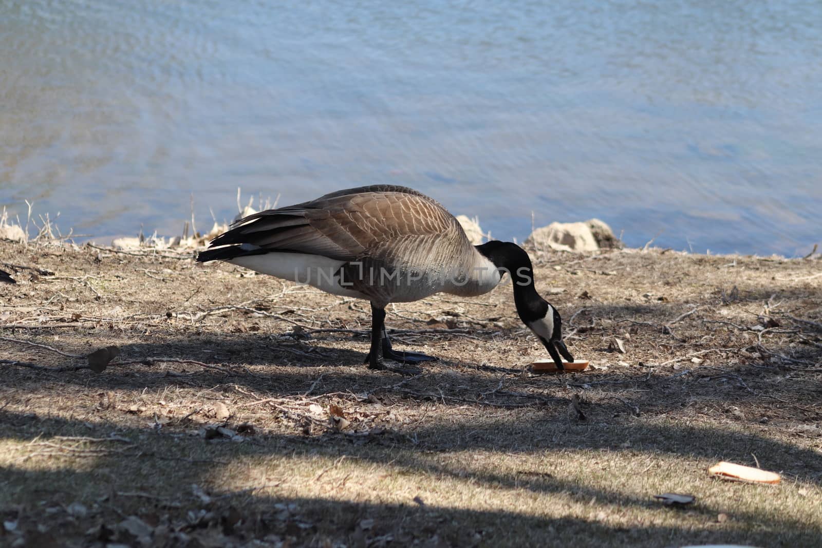 Wild Goose playing in the Ta-Ha-Zouka Park  by gena_wells