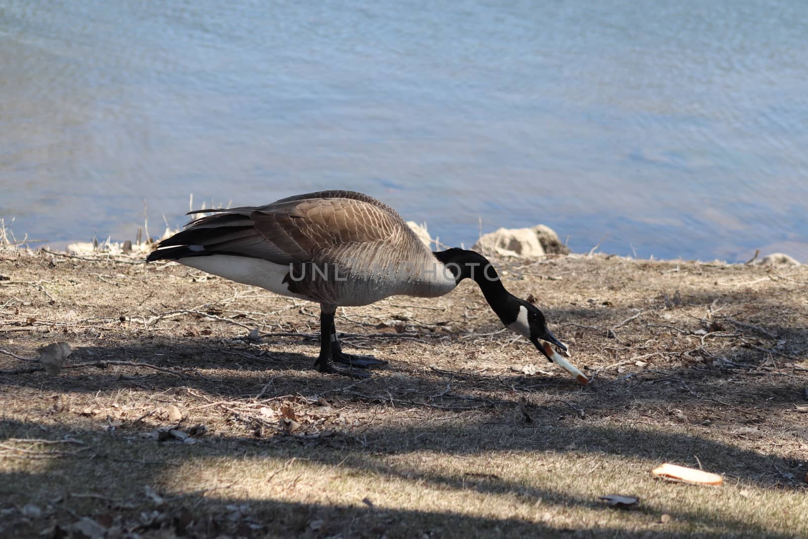 Wild Goose playing in the Ta-Ha-Zouka Park  by gena_wells