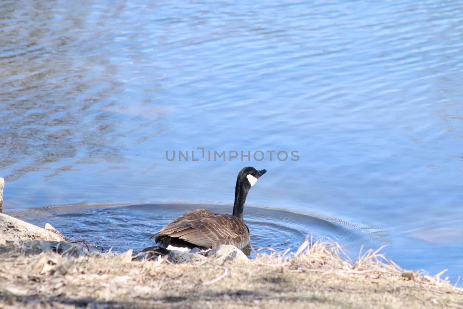 Wild Goose playing in the Ta-Ha-Zouka Park . High quality photo