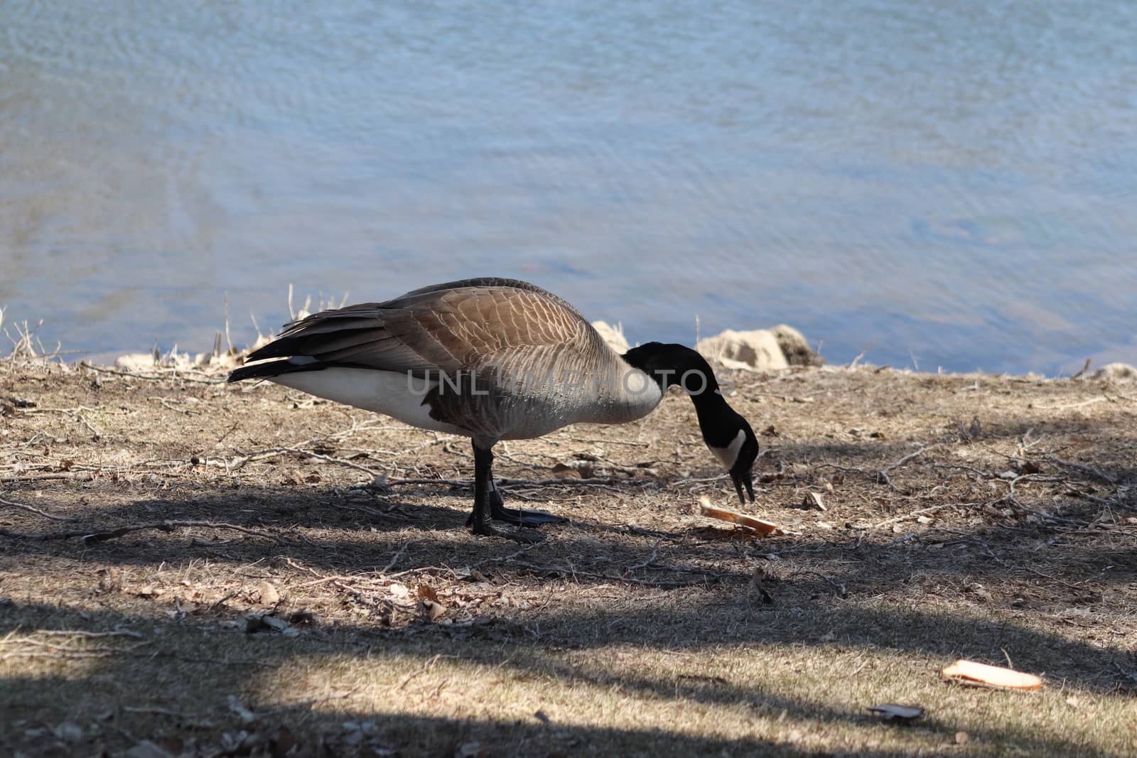 Wild Goose playing in the Ta-Ha-Zouka Park  by gena_wells