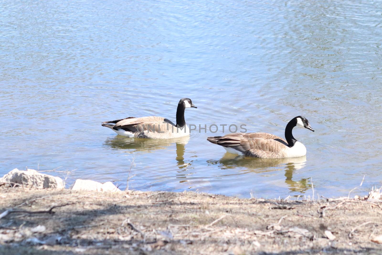 Wild Goose playing in the Ta-Ha-Zouka Park . High quality photo