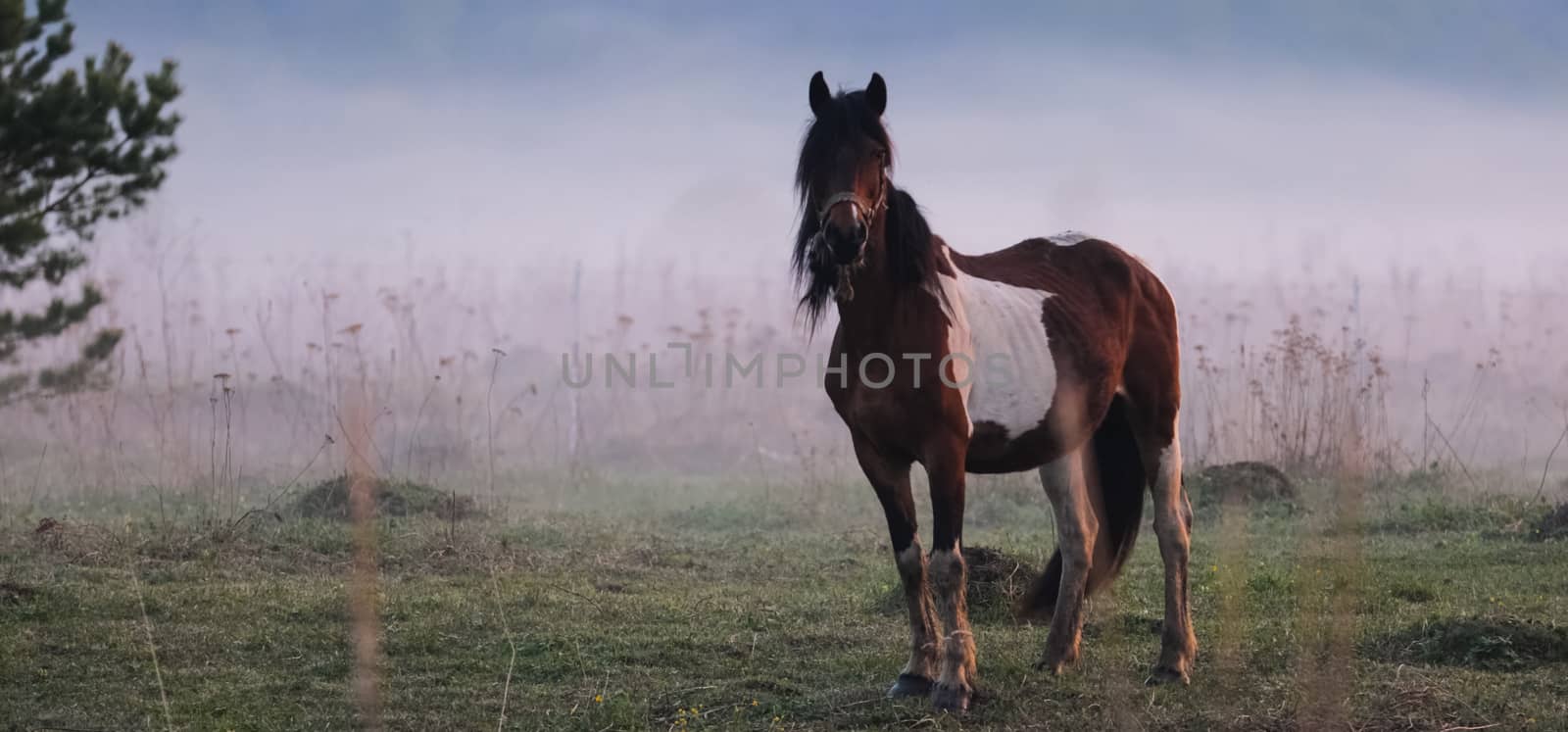 The horse grazes in a clearing. Fog on the meadow where the horse grazes.