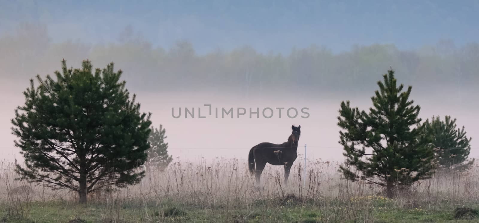 horse grazes in a clearing. Fog on the meadow where the horse grazes. by DePo