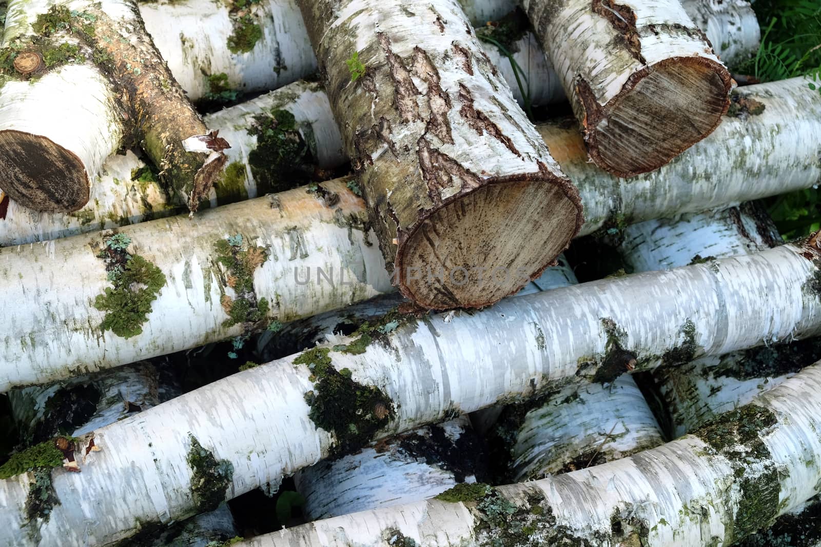 Many sawed birch firewood lays in pile closeup by dymaxfoto