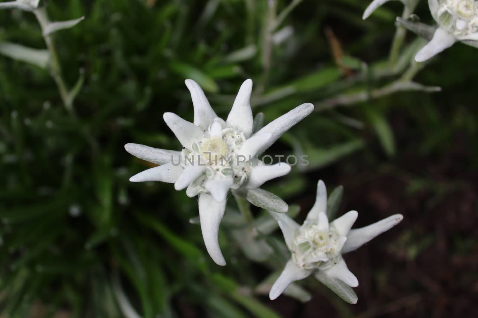 The picture shows blossoming edelweiss in the garden