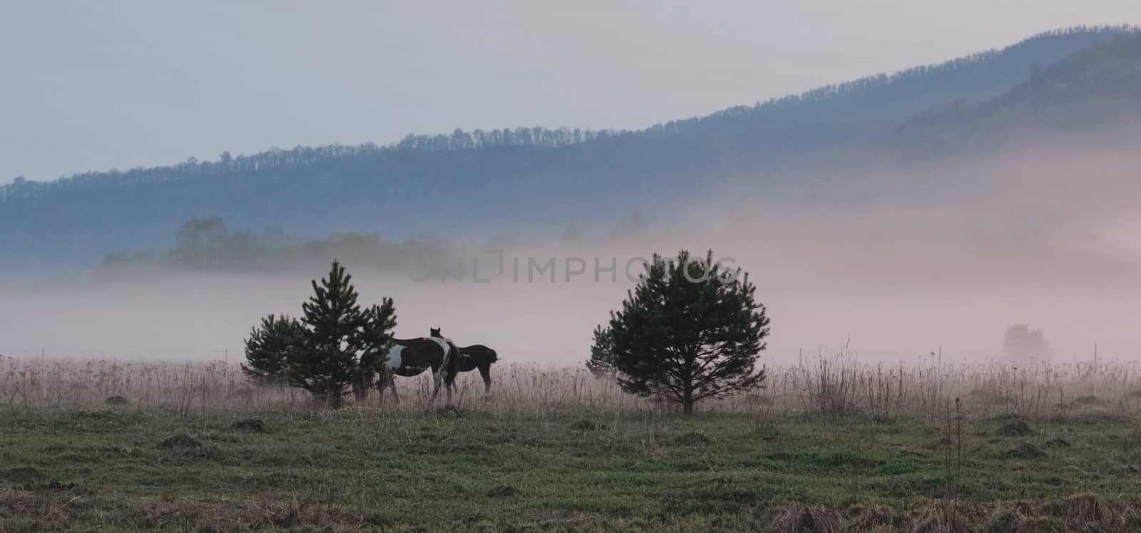 The horse grazes in a clearing. Fog on the meadow where the horse grazes.