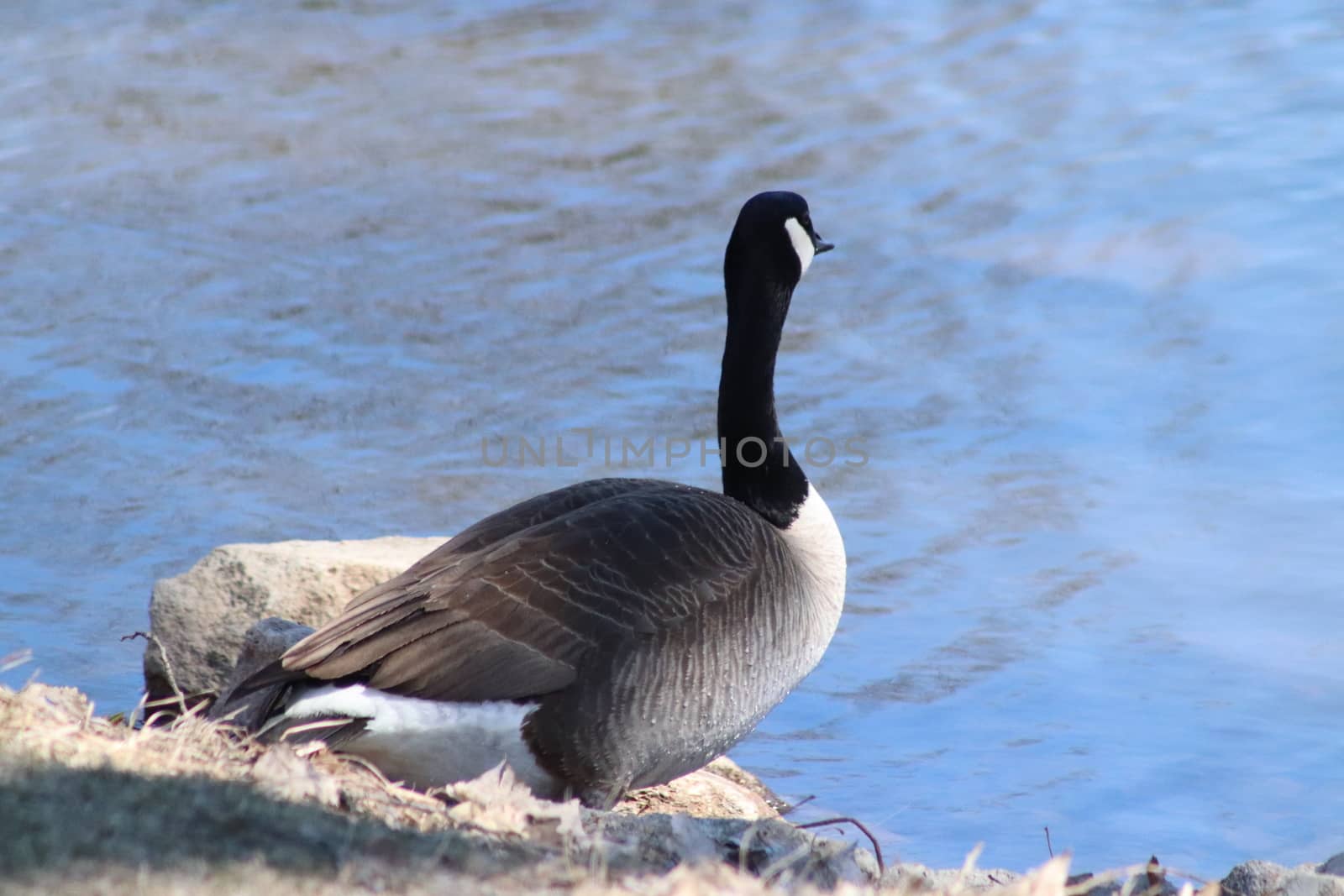 Wild Goose playing in the Ta-Ha-Zouka Park by gena_wells