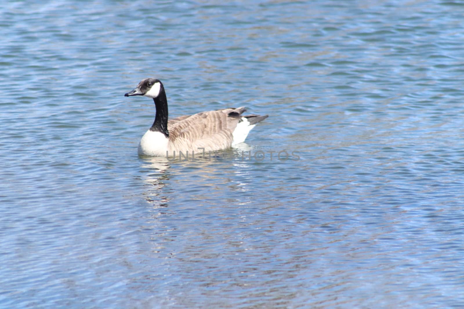 Wild Goose playing in the Ta-Ha-Zouka Park . High quality photo