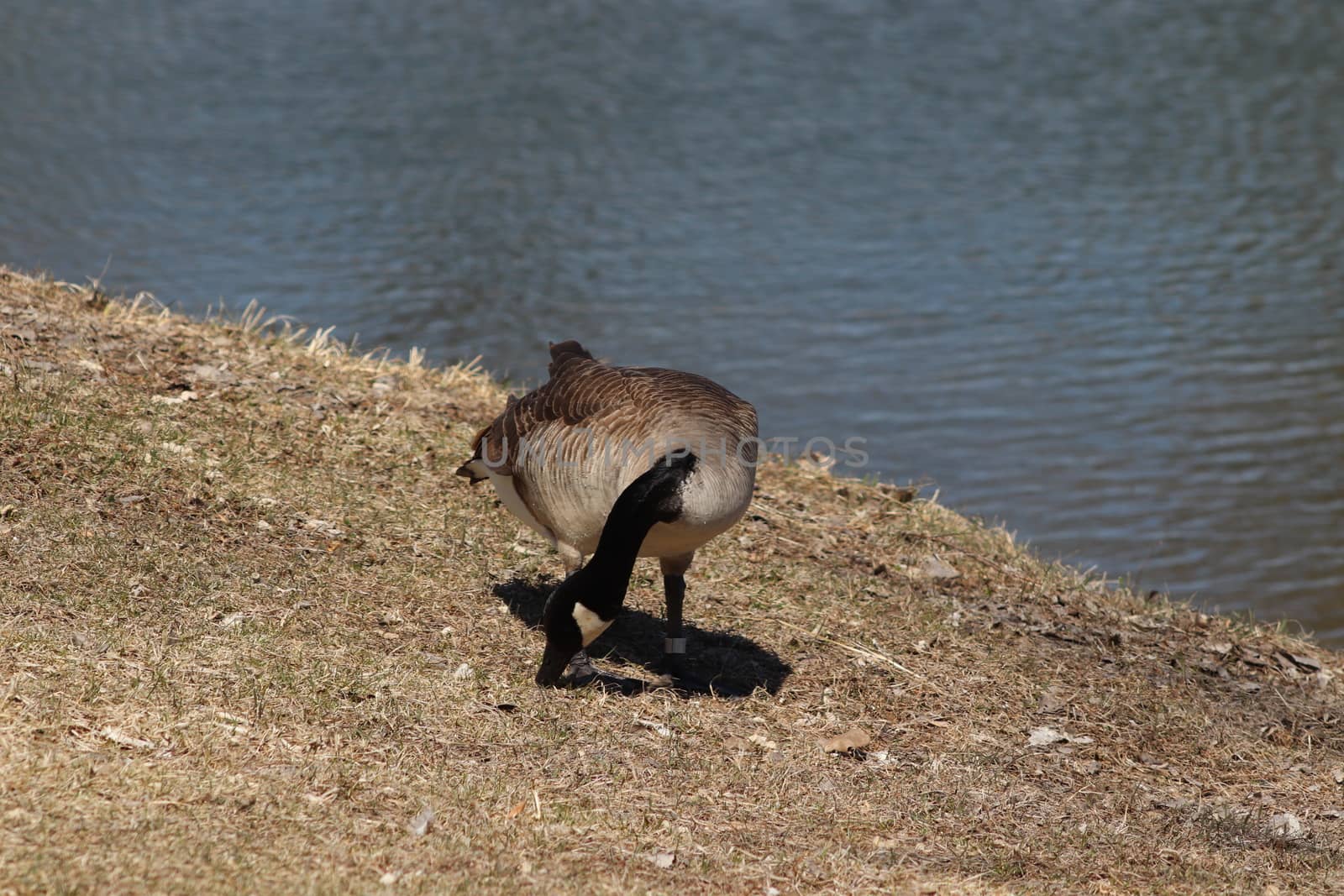 Wild Goose playing in the Ta-Ha-Zouka Park  by gena_wells