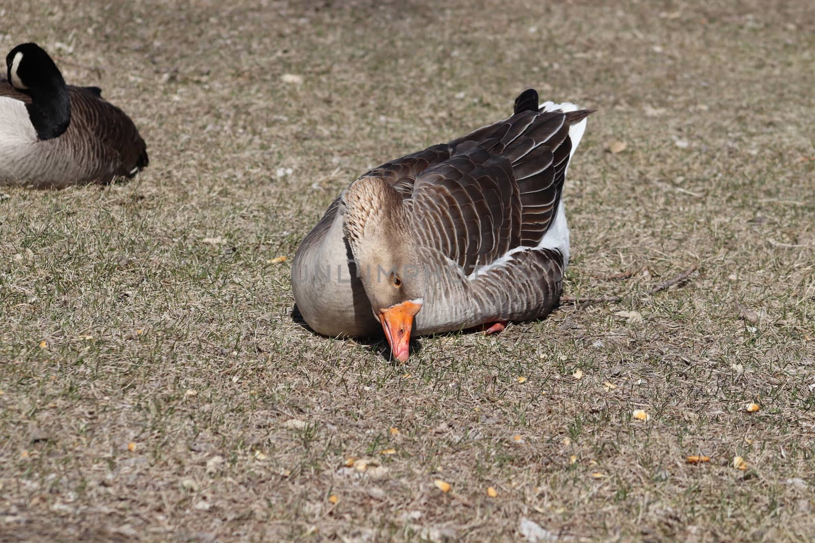 Wild Goose playing in the Ta-Ha-Zouka Park by gena_wells