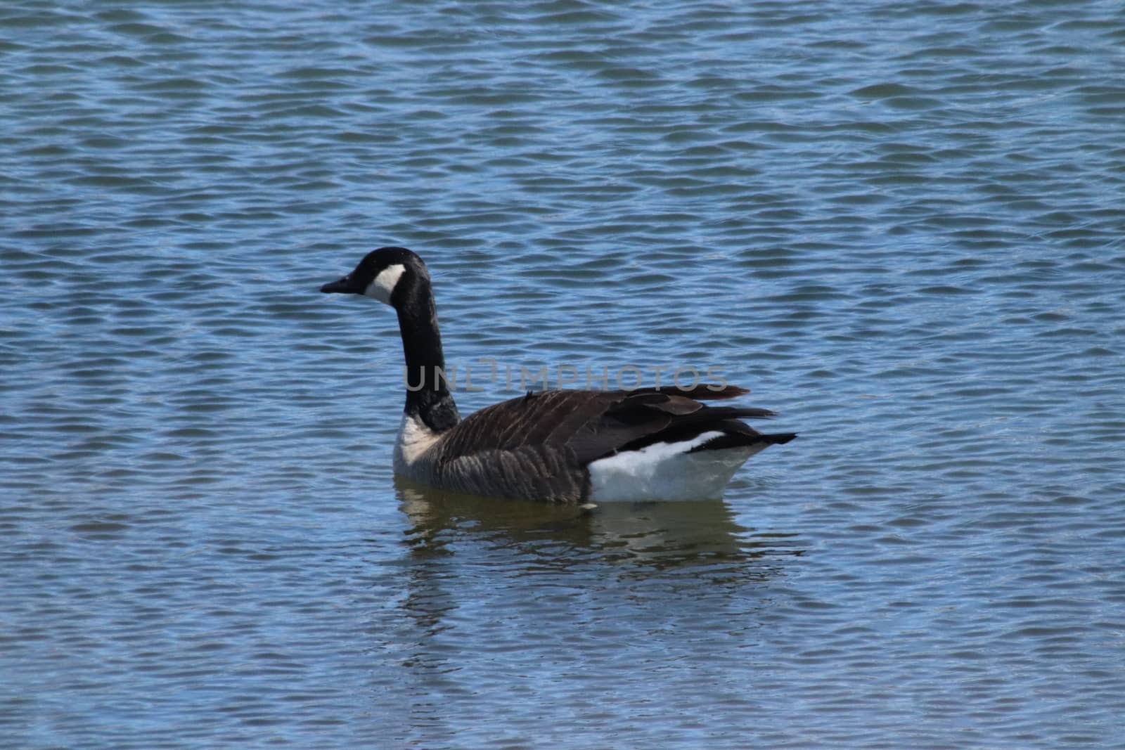 Wild Goose playing in the Ta-Ha-Zouka Park . High quality photo