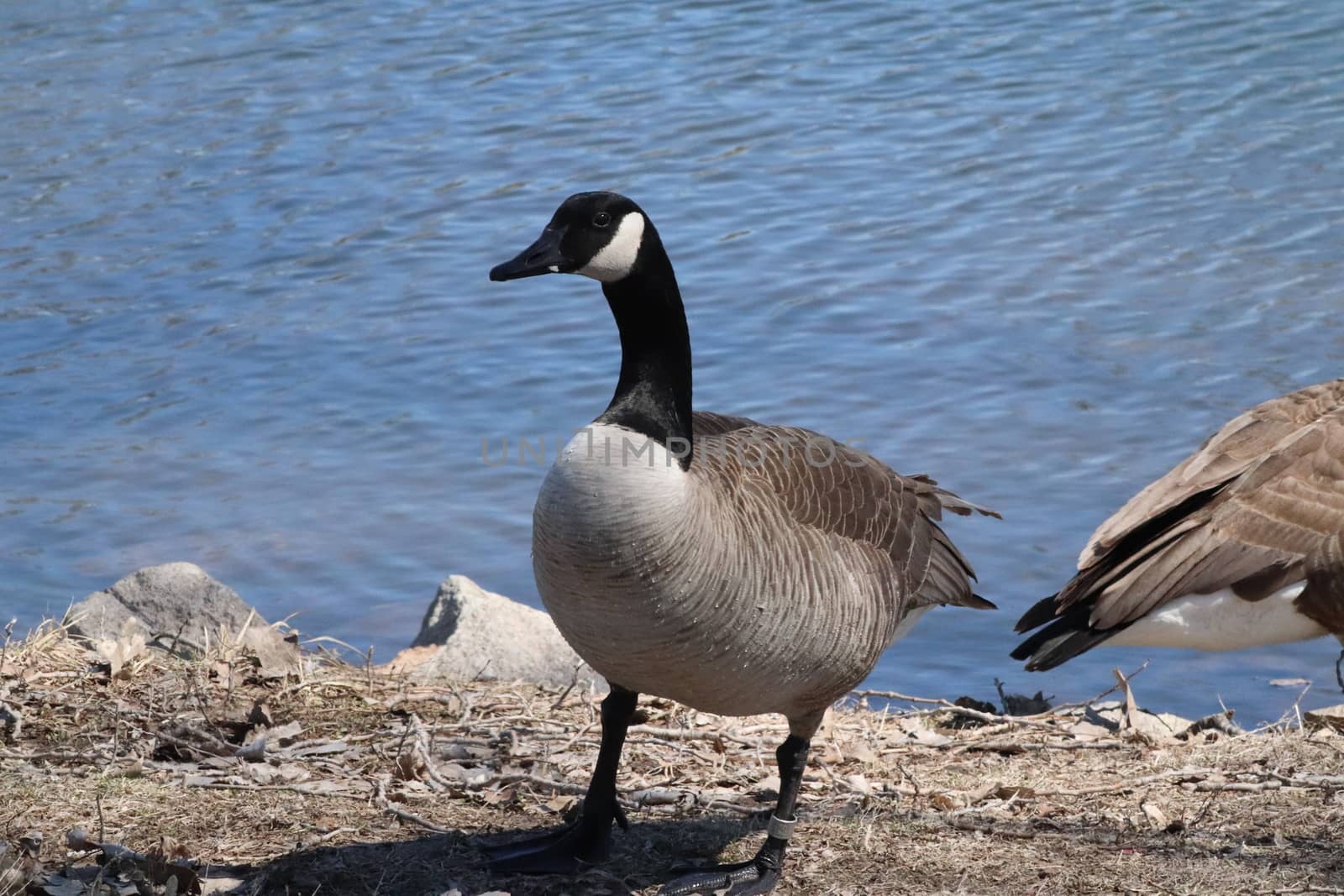 Wild Goose playing in the Ta-Ha-Zouka Park by gena_wells