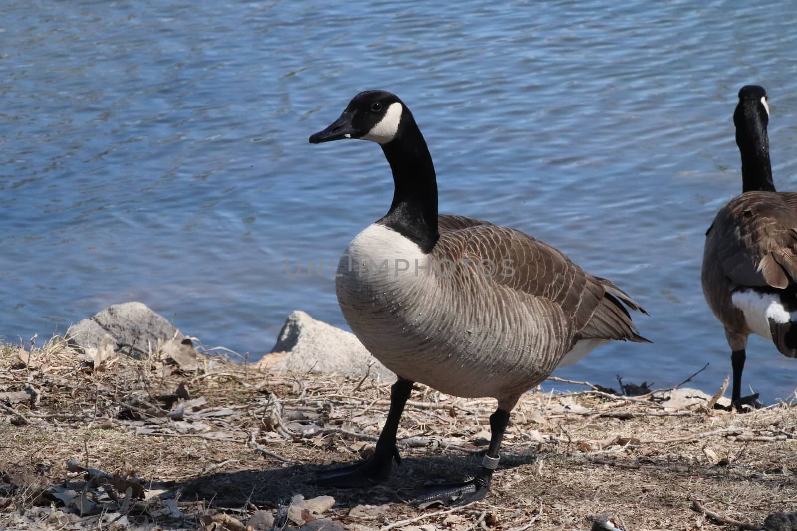 Wild Goose playing in the Ta-Ha-Zouka Park by gena_wells