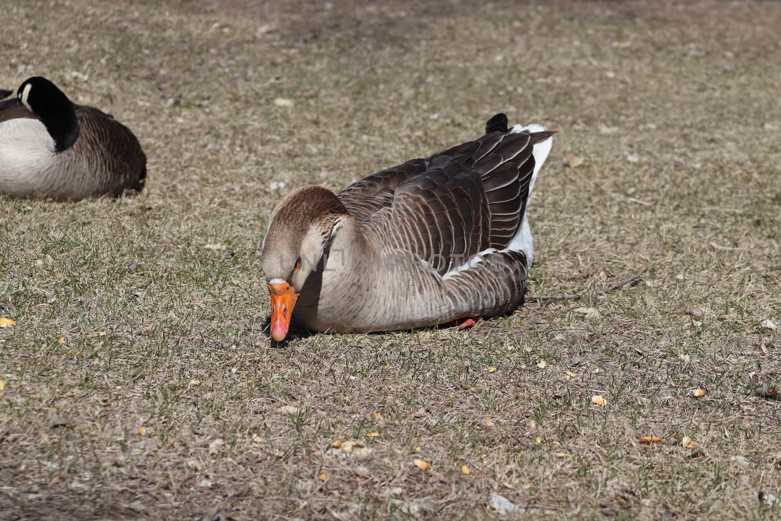 Wild Goose playing in the Ta-Ha-Zouka Park by gena_wells