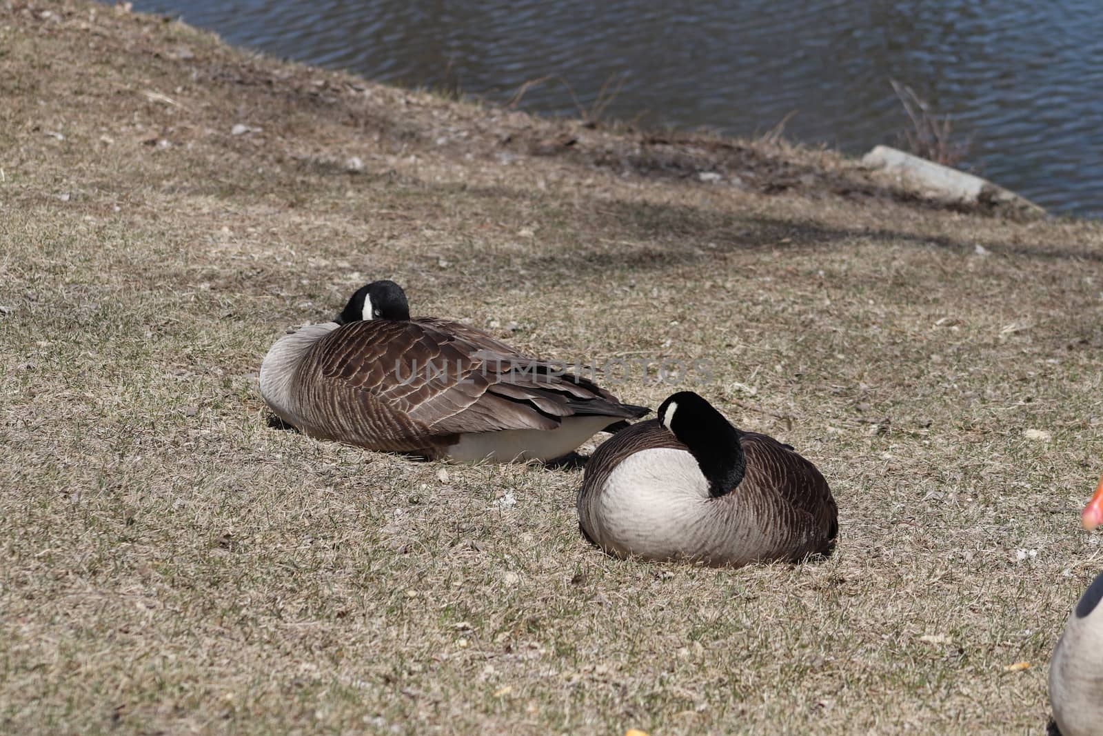 Wild Goose playing in the Ta-Ha-Zouka Park . High quality photo