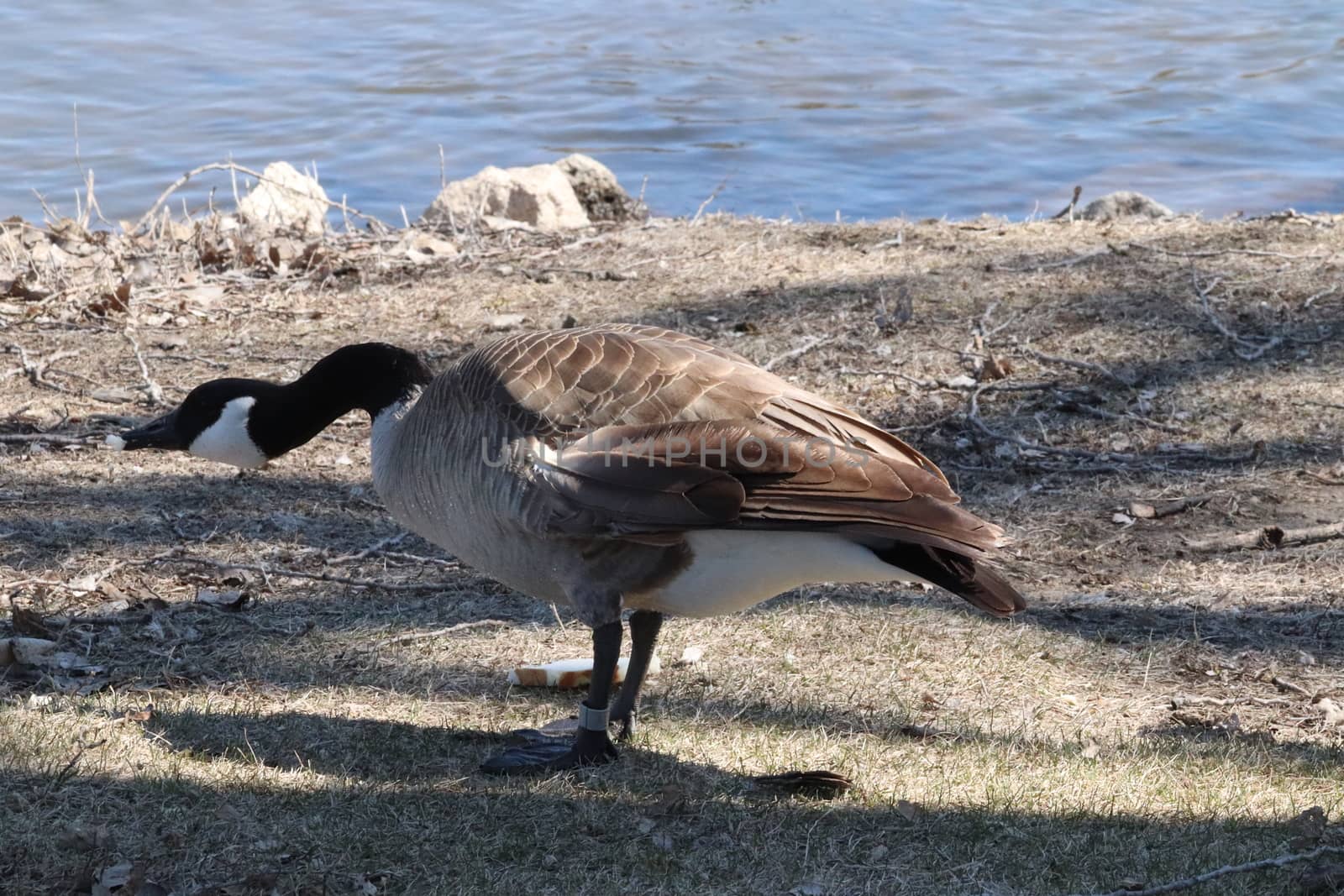 Wild Goose playing in the Ta-Ha-Zouka Park . High quality photo