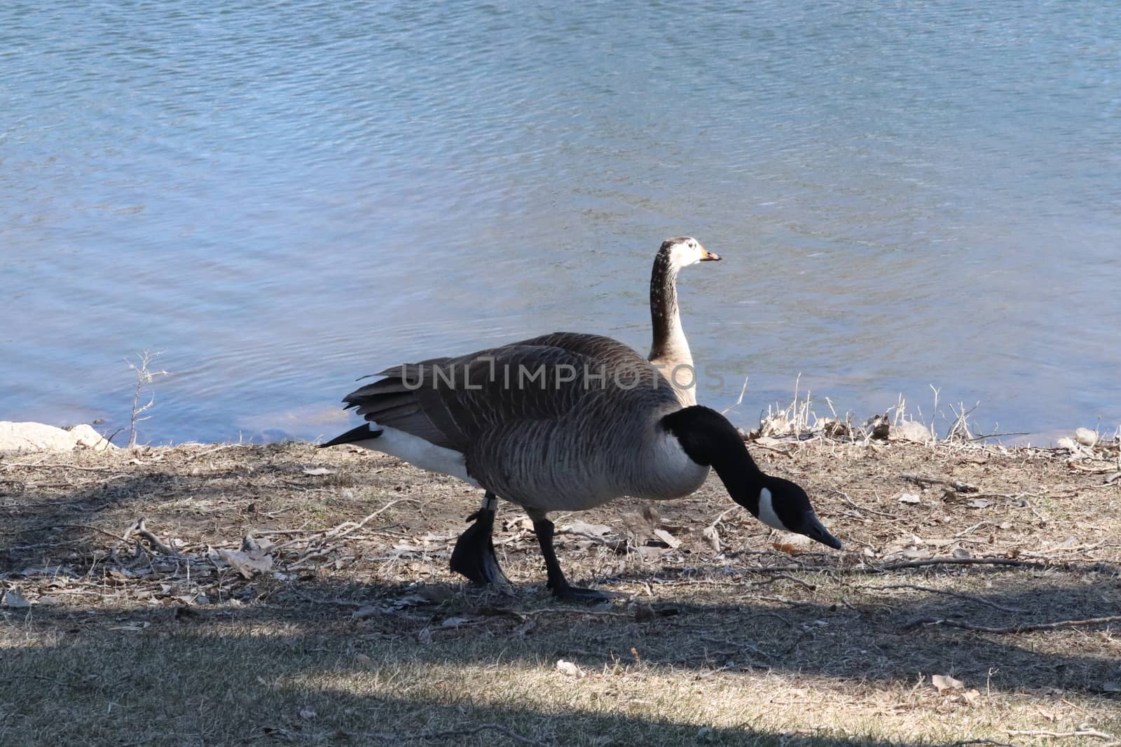 Wild Goose playing in the Ta-Ha-Zouka Park by gena_wells