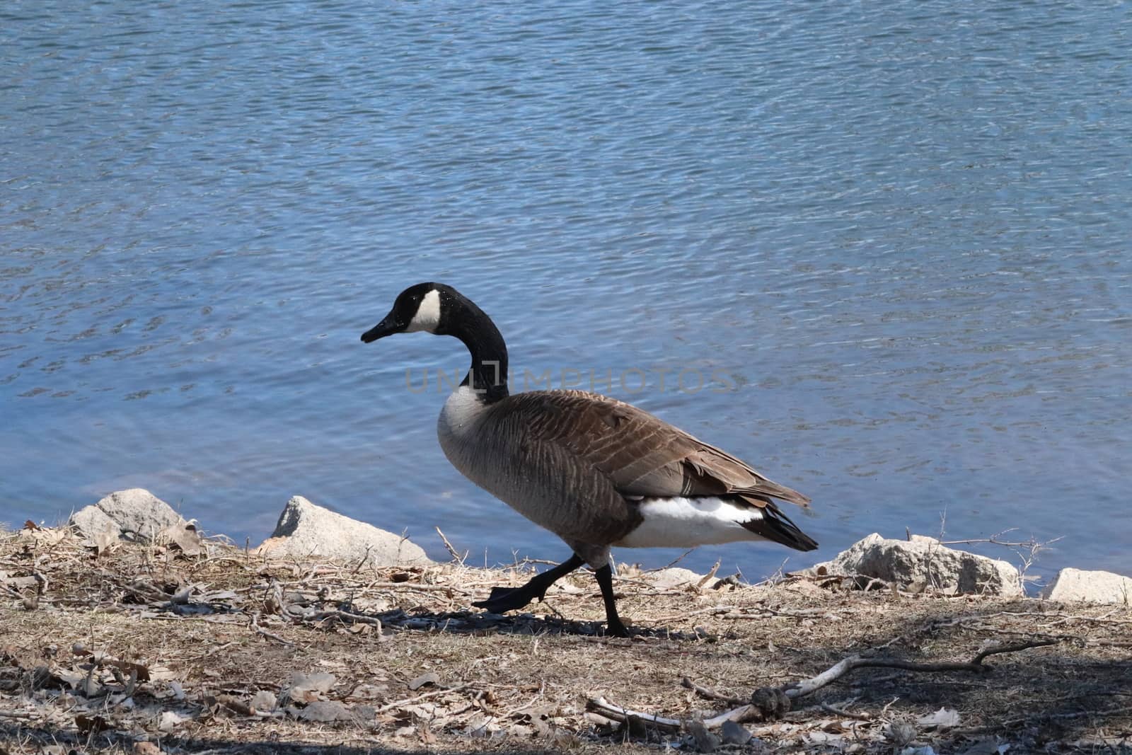 Wild Goose playing in the Ta-Ha-Zouka Park . High quality photo