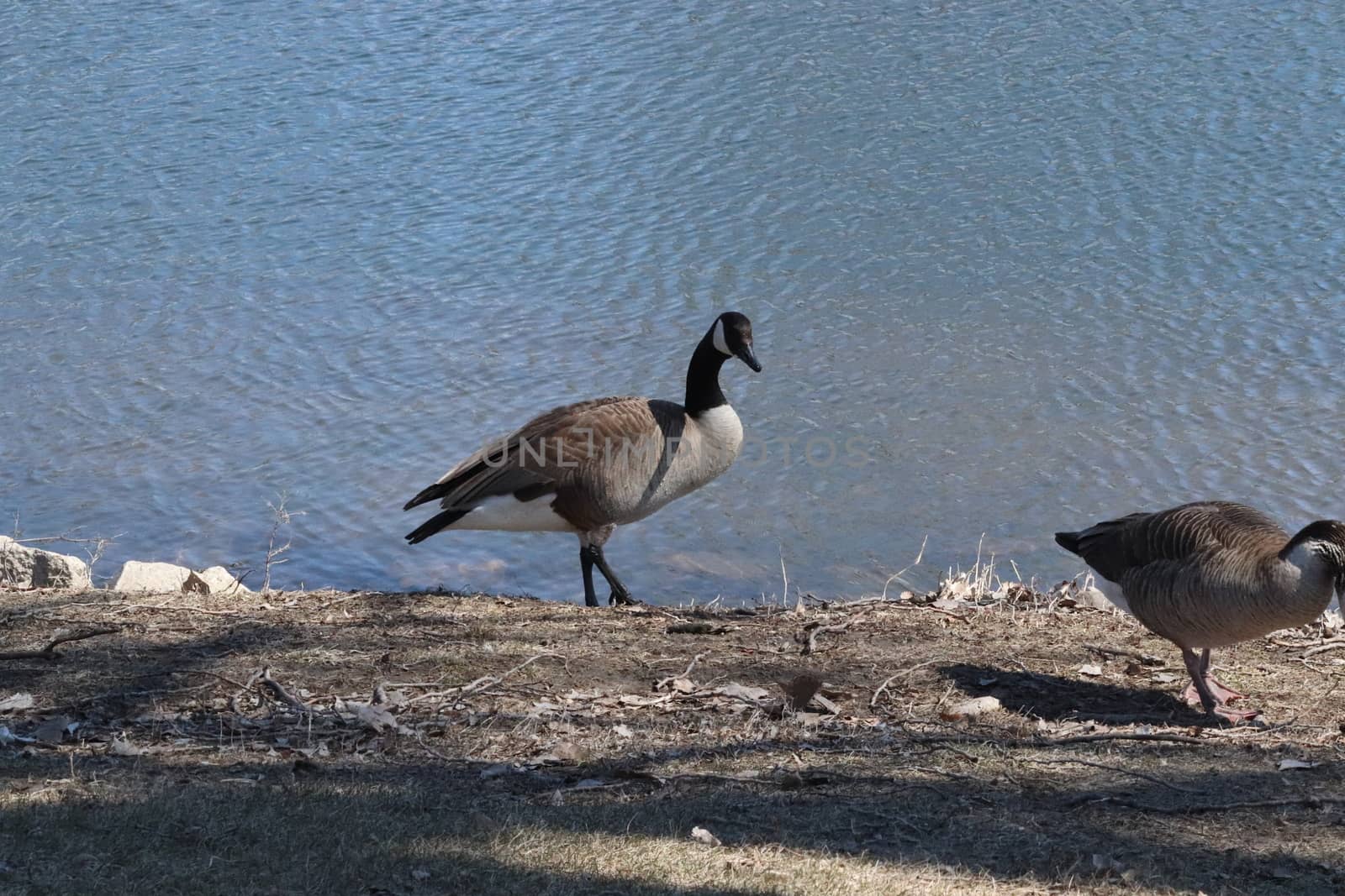 Wild Goose playing in the Ta-Ha-Zouka Park by gena_wells