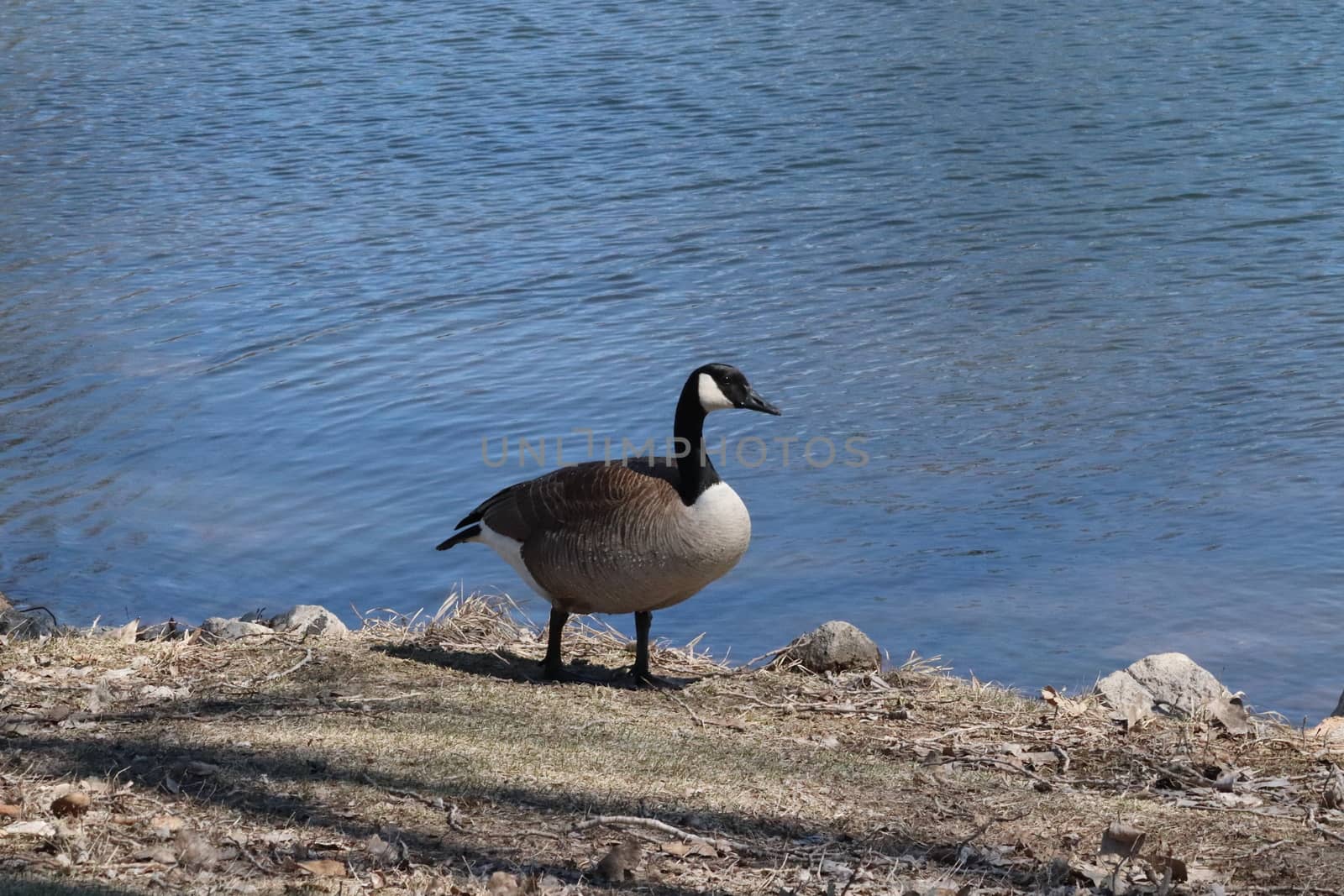 Wild Goose playing in the Ta-Ha-Zouka Park . High quality photo