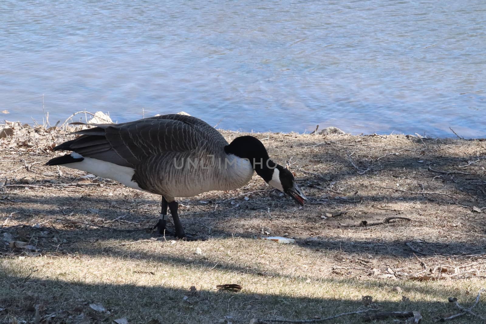 Wild Goose playing in the Ta-Ha-Zouka Park by gena_wells