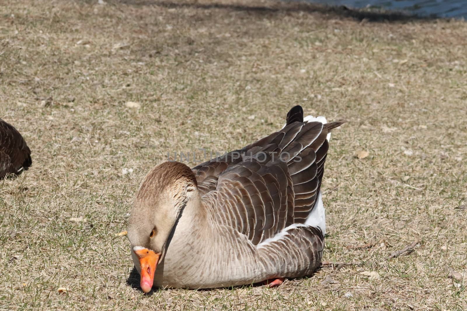 Wild Goose playing in the Ta-Ha-Zouka Park . High quality photo