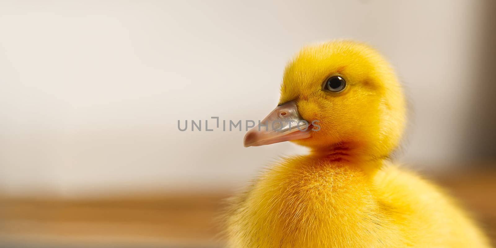 Newborn cute yellow little duckling close up. portrait of yellow duckling