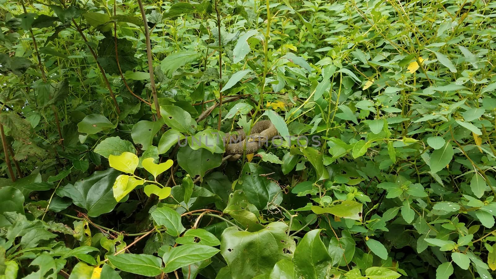 green snaked coiled in green leaves on plant