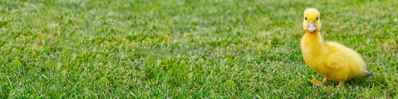 Small newborn ducklings walking on backyard on green grass. Yellow cute duckling running on meadow field in sunny day. Banner or panoramic shot with duck chick on grass. by PhotoTime