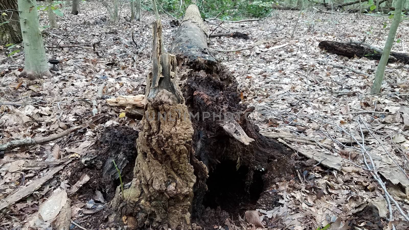 fallen rotten tree with stump in forest or woods by stockphotofan1