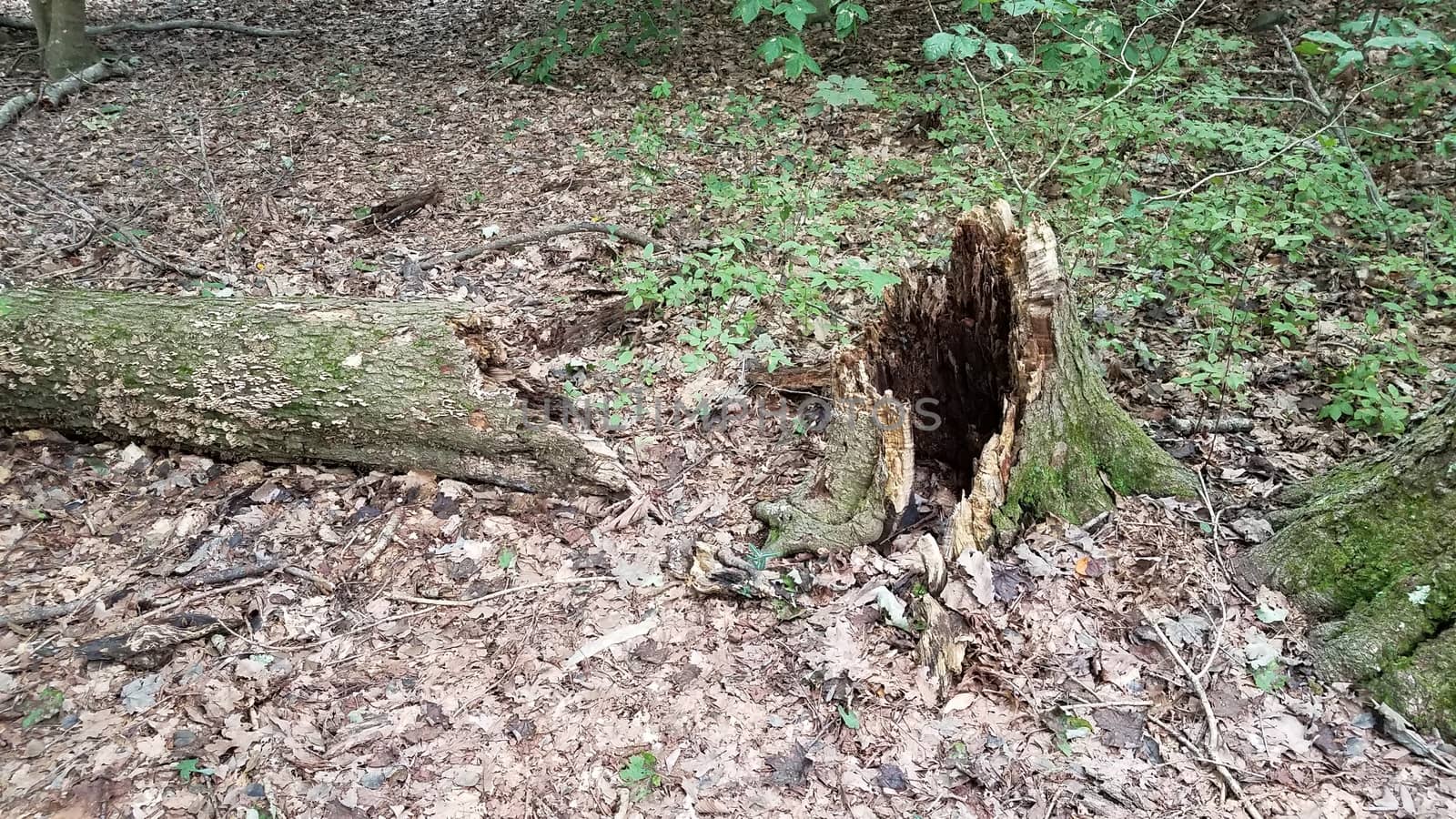 fallen rotten tree with stump in forest or woods by stockphotofan1