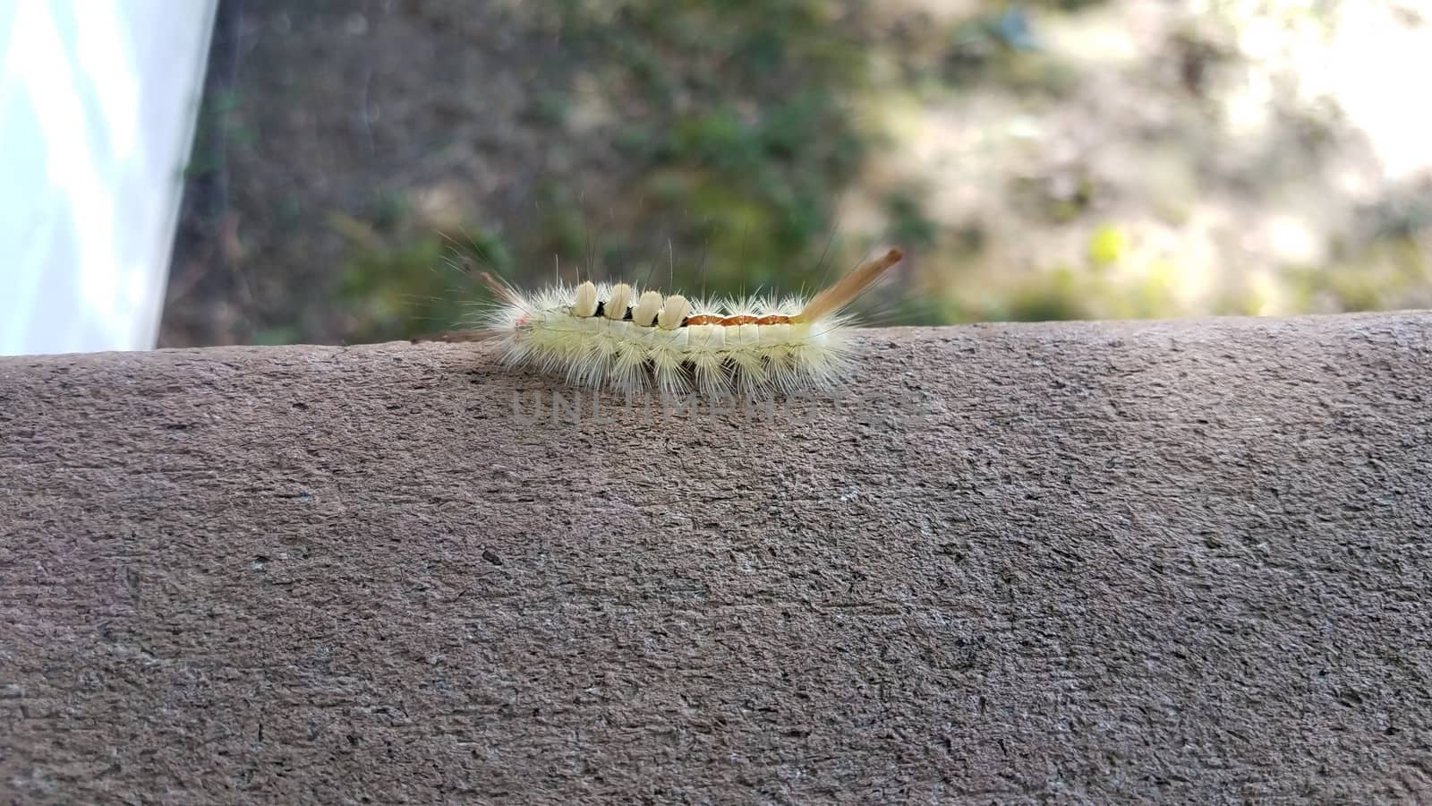 fuzzy green caterpillar insect on wood railing by stockphotofan1