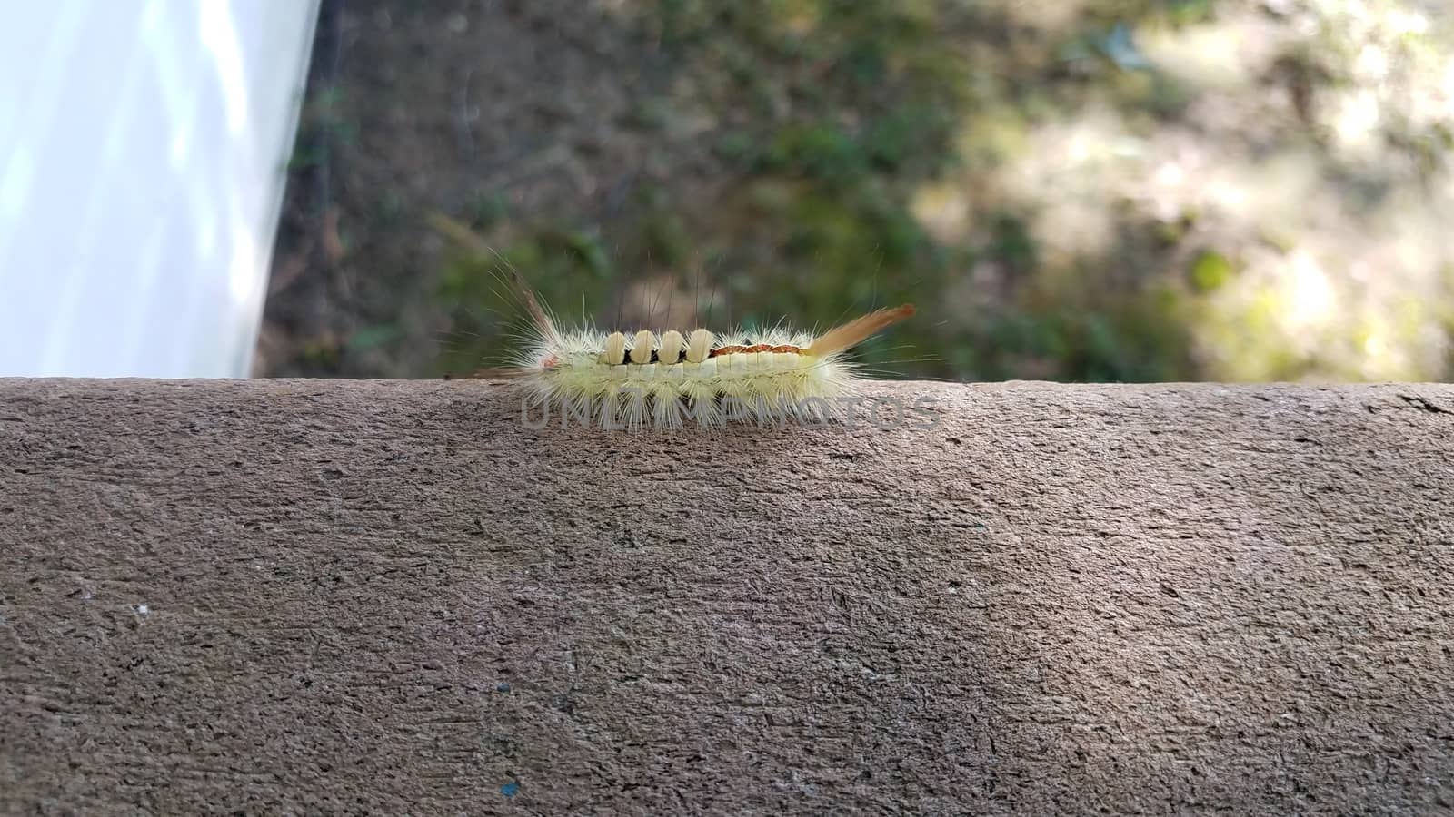 fuzzy green caterpillar insect on wood railing by stockphotofan1