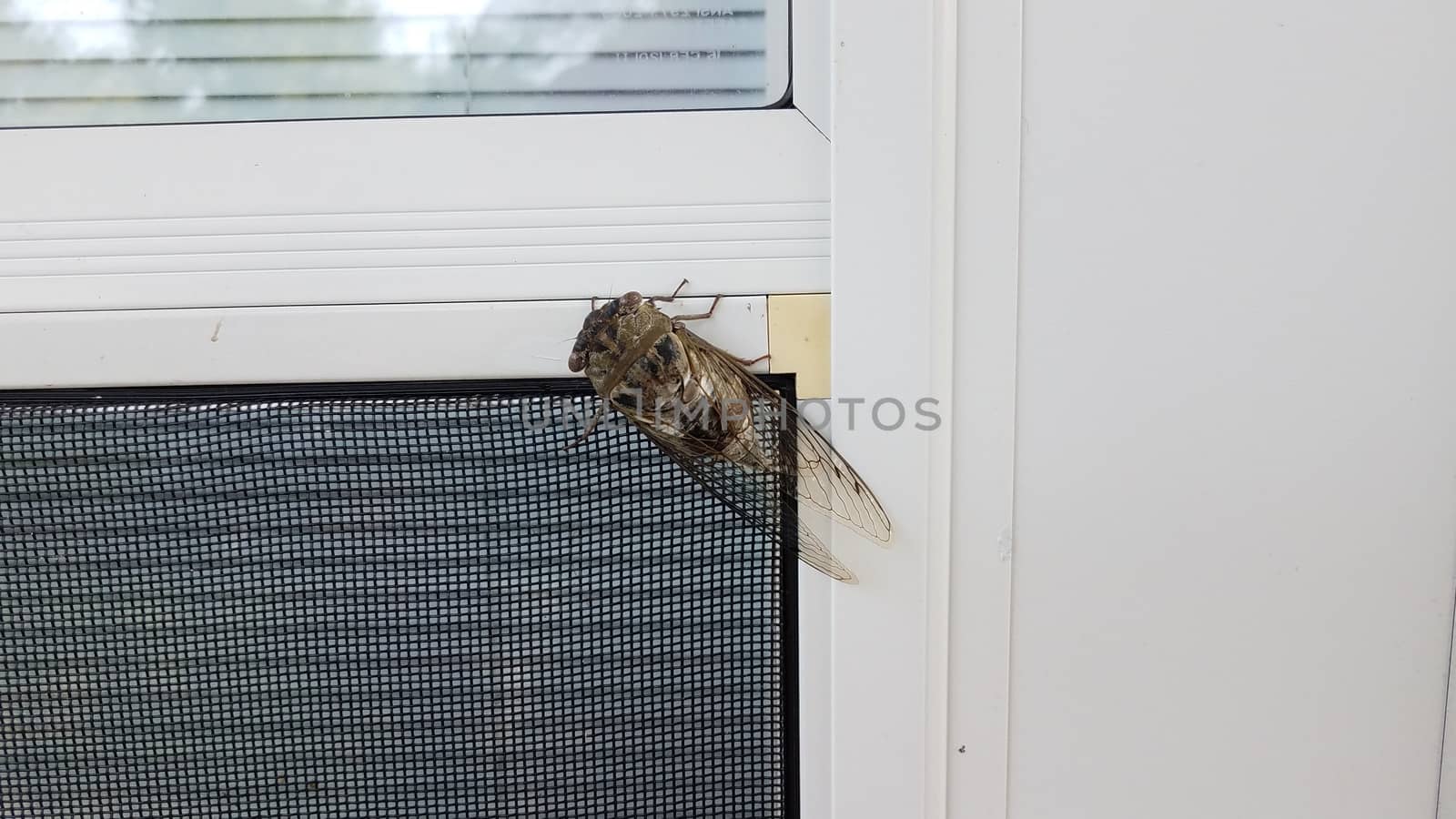 cicada insect bug with wings on screen door by stockphotofan1