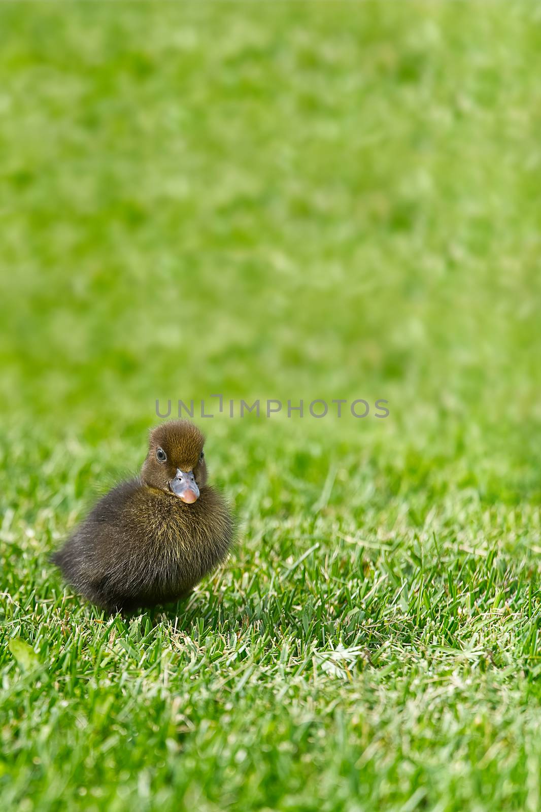 Small newborn ducklings walking on backyard on green grass. Brown cute duckling running on meadow field in sunny day. Banner or panoramic shot with duck chick on grass