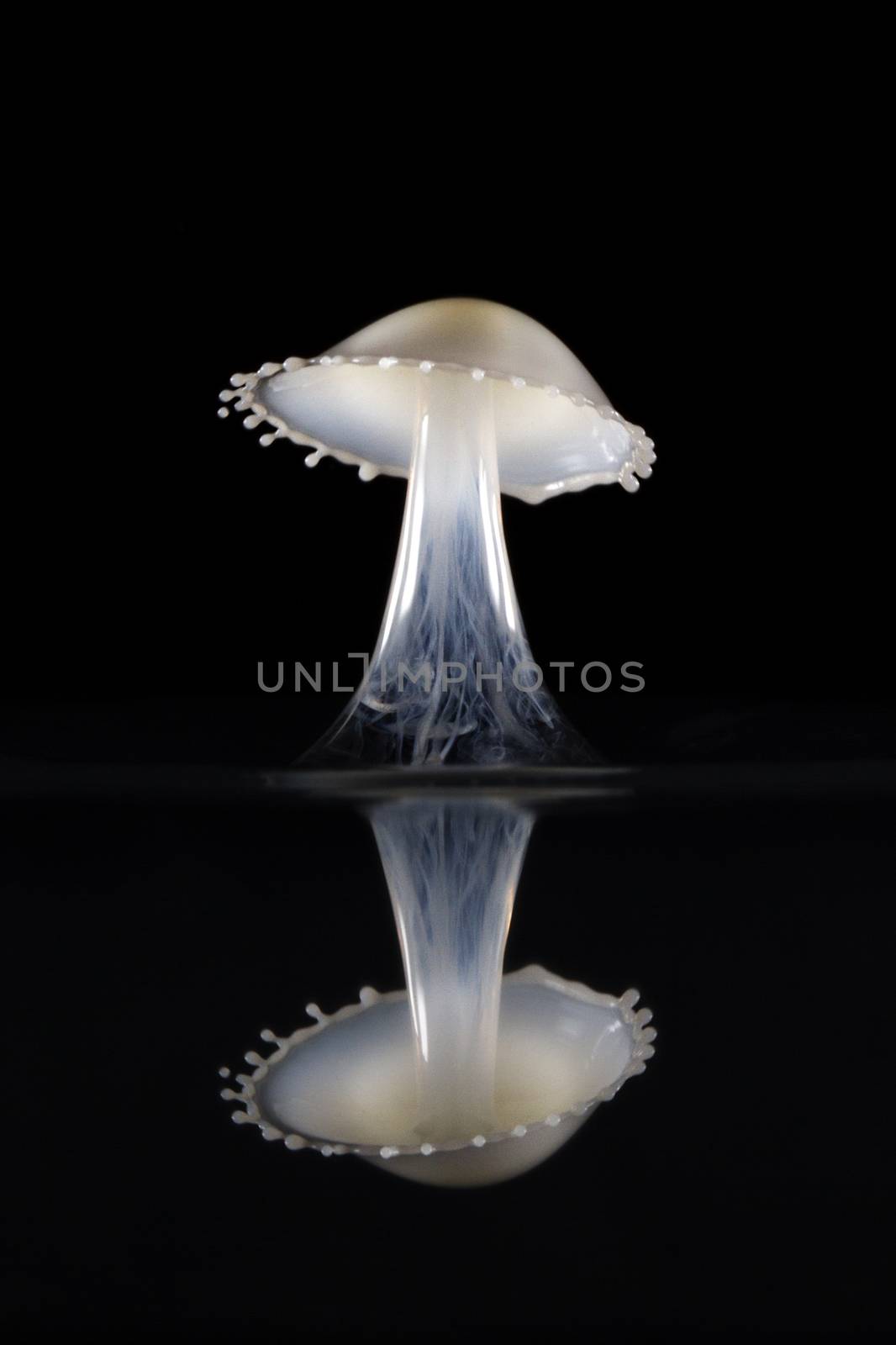 Milk is dropped into water and drops collide to form a mushroom shape with a reflection in the black water surface. Liquid drop art, water drop photography