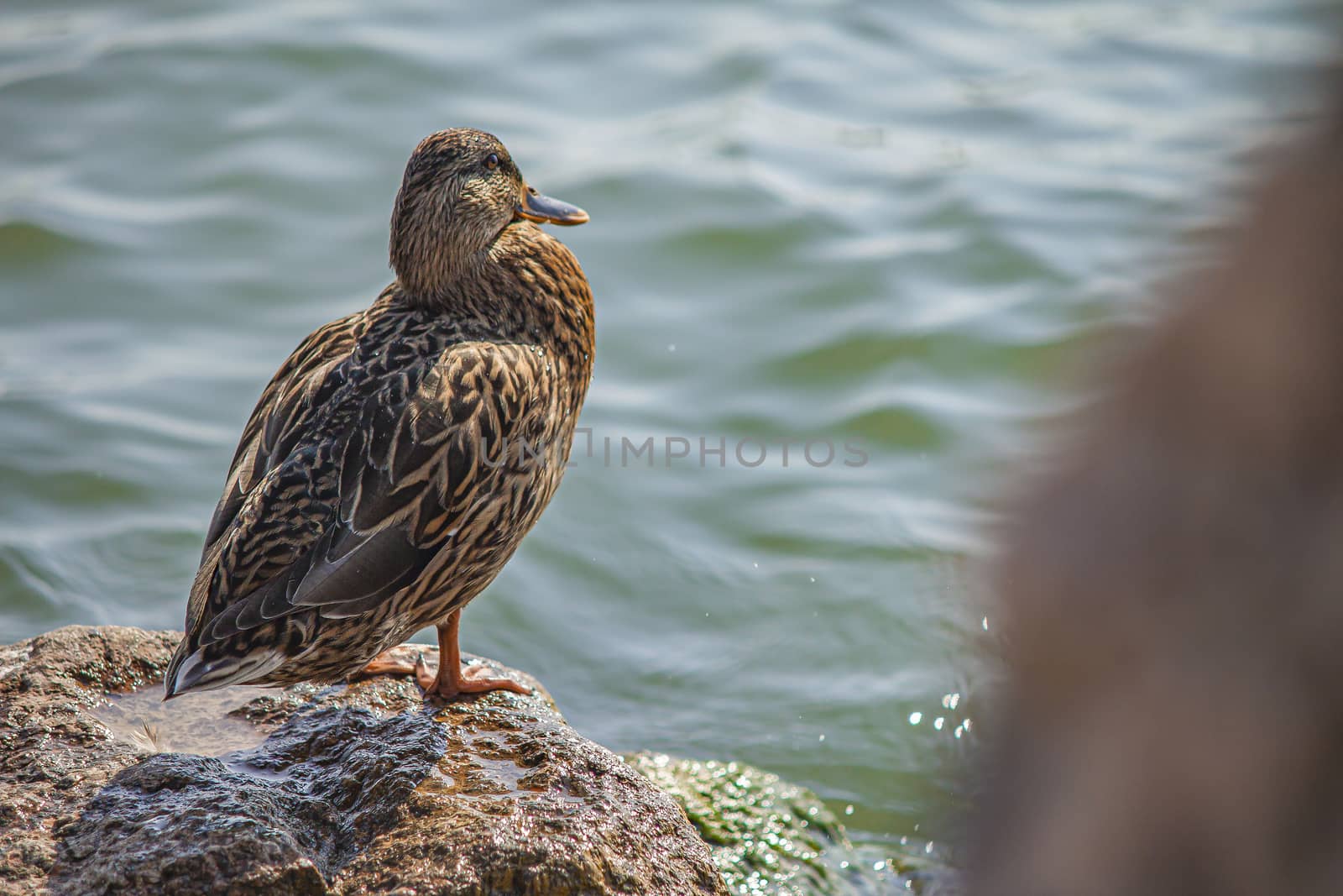 Close up of a Duck near lake water in summer time