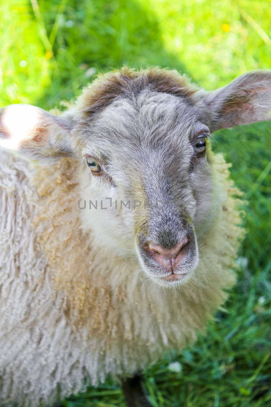 Cute brown woolly sheep in meadow, Hemsedal, Viken, Norway. by Arkadij