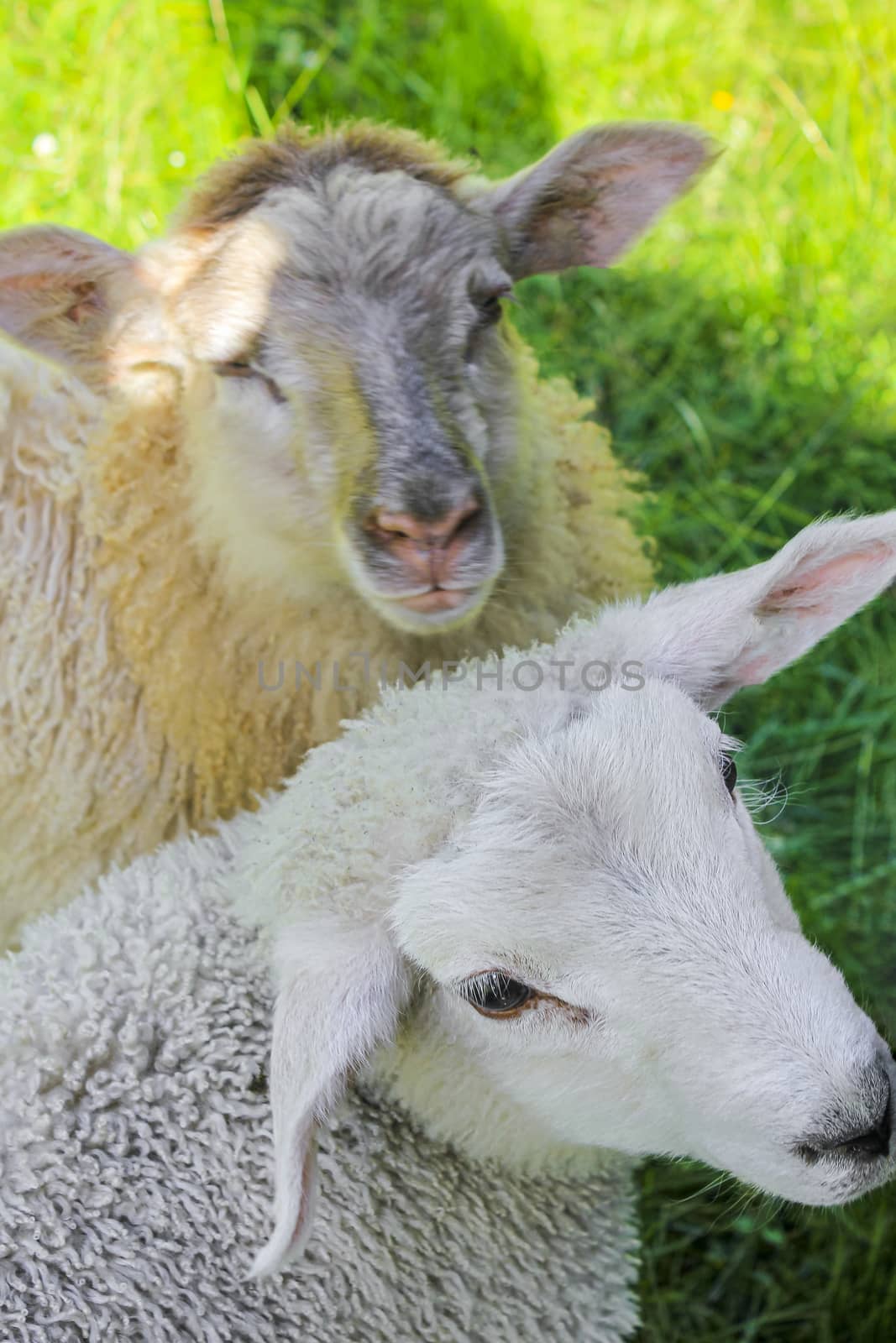 White and brown woolly sheep in meadow, Hemsedal, Norway. by Arkadij