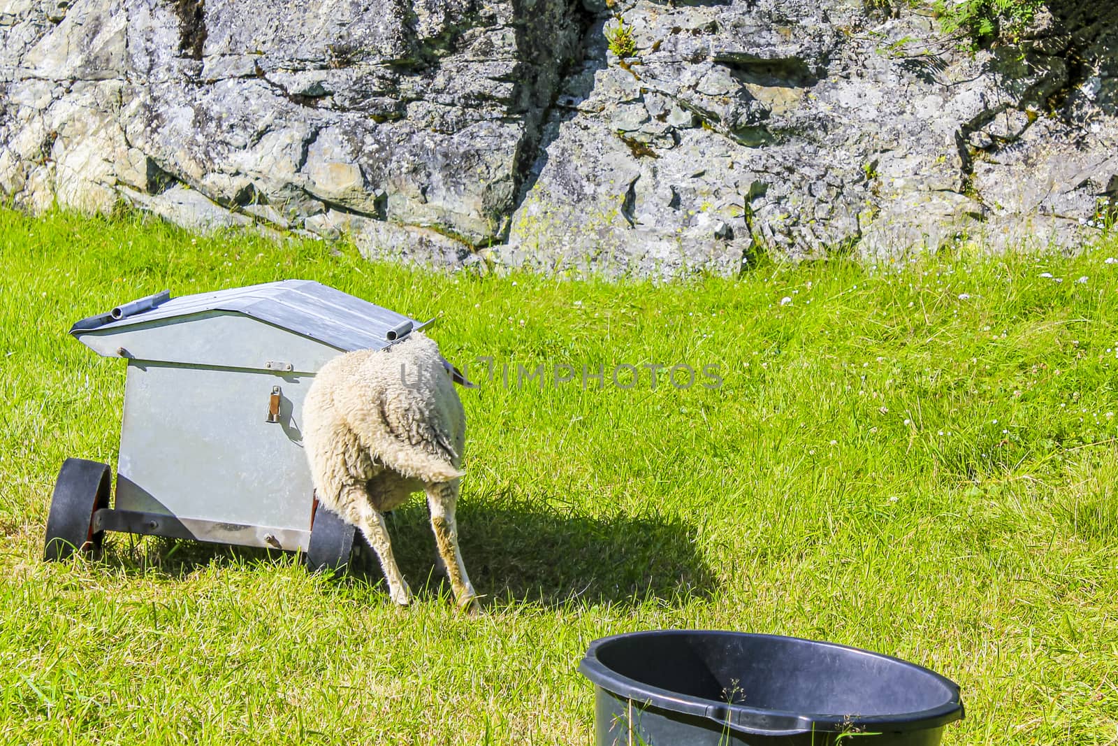 Sheep rams into feeding station in Hemsedal, Viken, Norway.