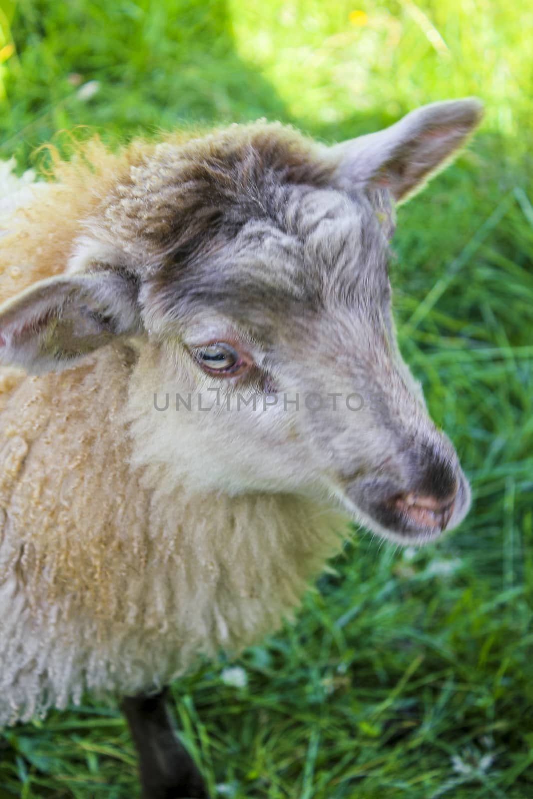 Cute brown woolly sheep in meadow in Hemsedal, Viken, Norway