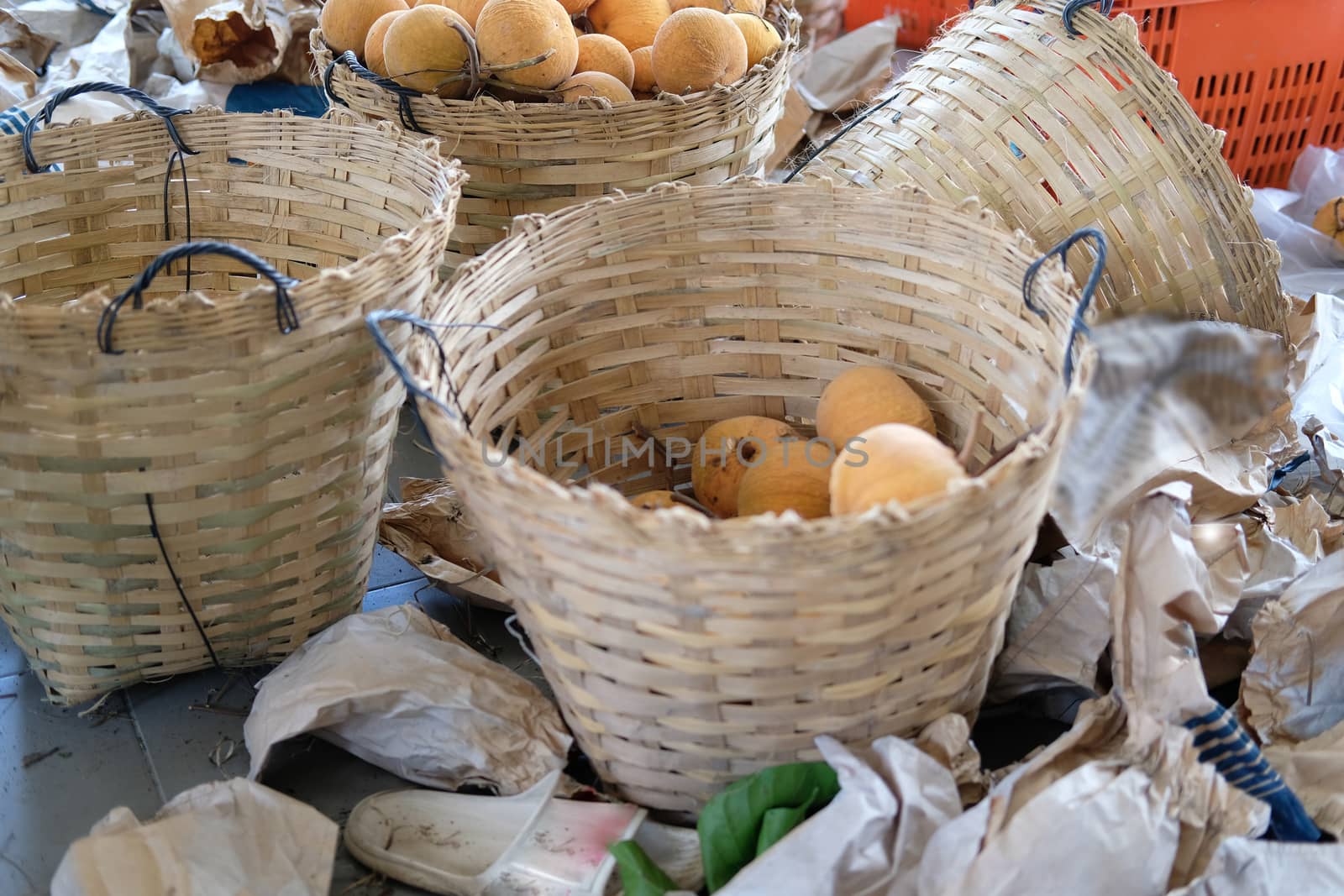 Fresh Santol fruit in basket in farm.