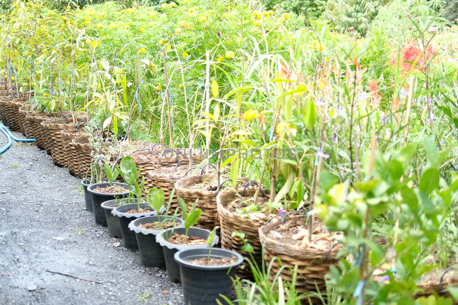 durian plant tree growing in orchard farm garden