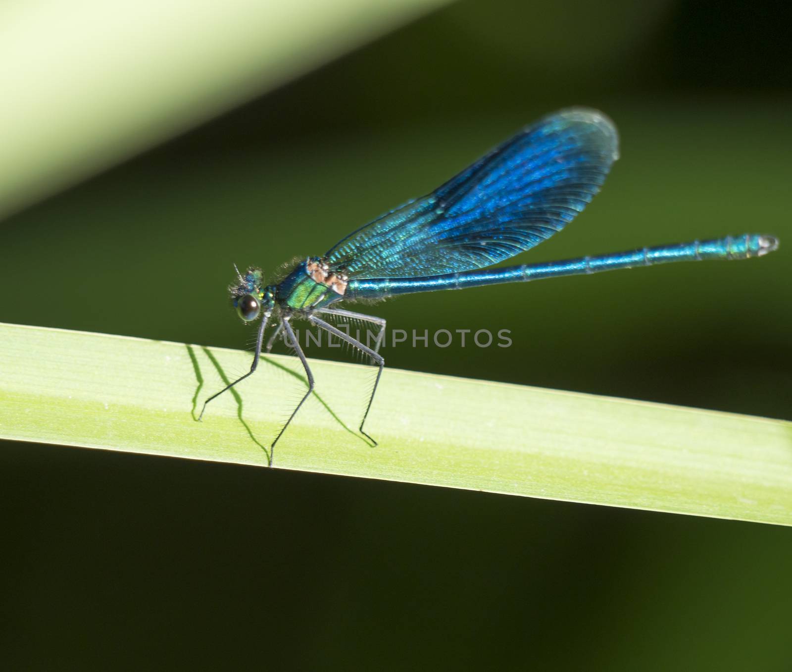 Macro of male Banded Demoiselle, Calopteryx splendens resting on a green leaf. Damselfly of family Calopterygidae. Selective focus, green bokeh background, copy space by Henkeova