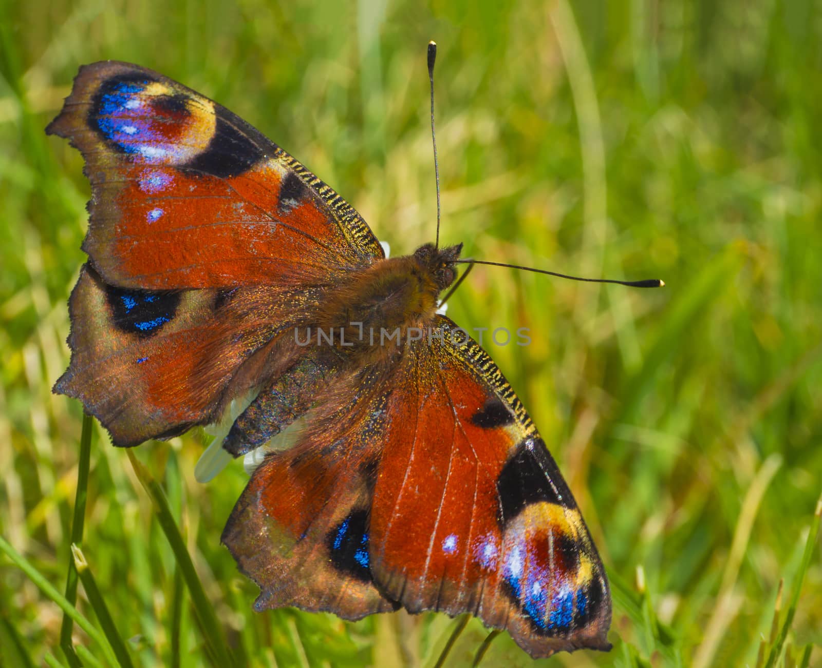 macro close up peacock butterfly on soft green grass background by Henkeova