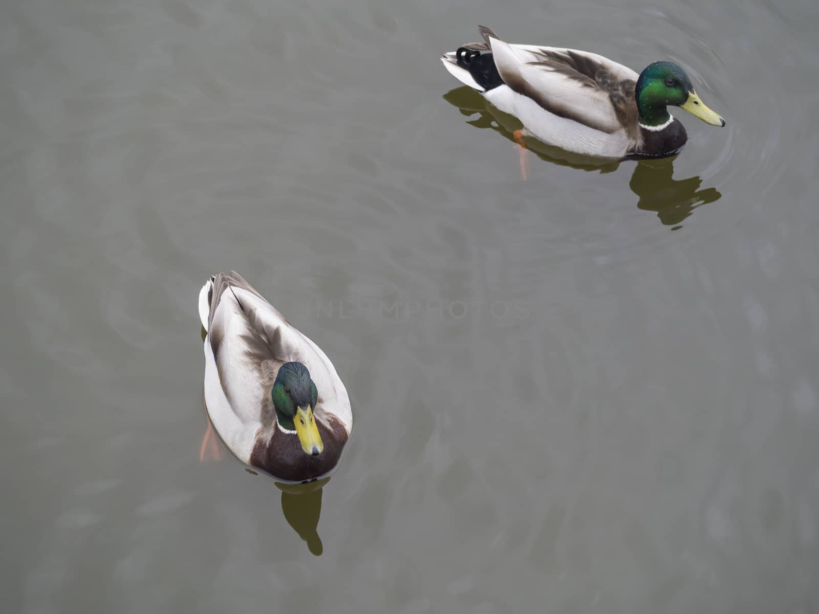 two widgeon drake duck swiminng on water suface.