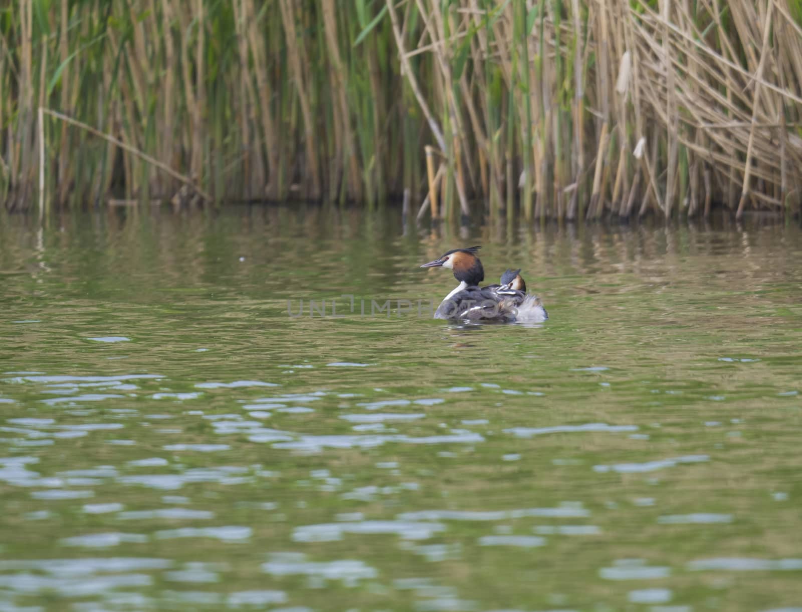 The adult great crested grebe, Podiceps cristatus on green clear lake with reeds