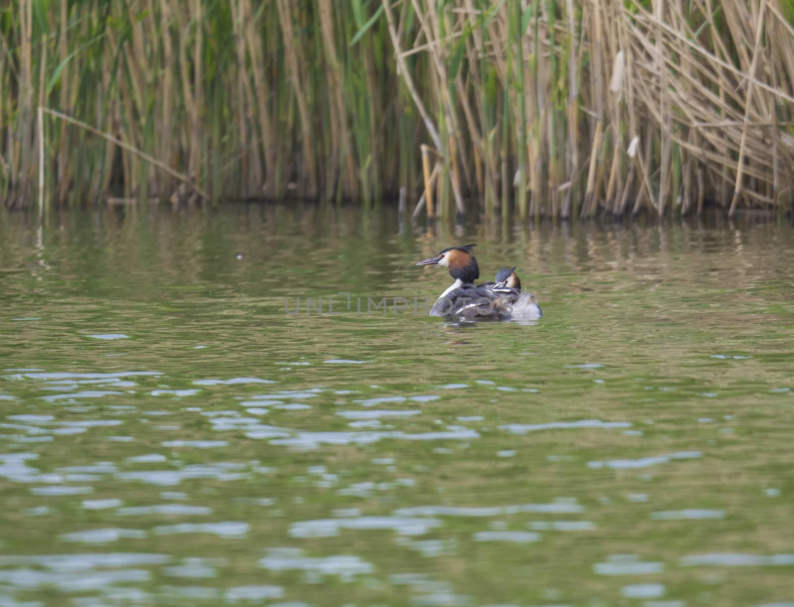 The adult great crested grebe, Podiceps cristatus on green clear lake with reeds. by Henkeova